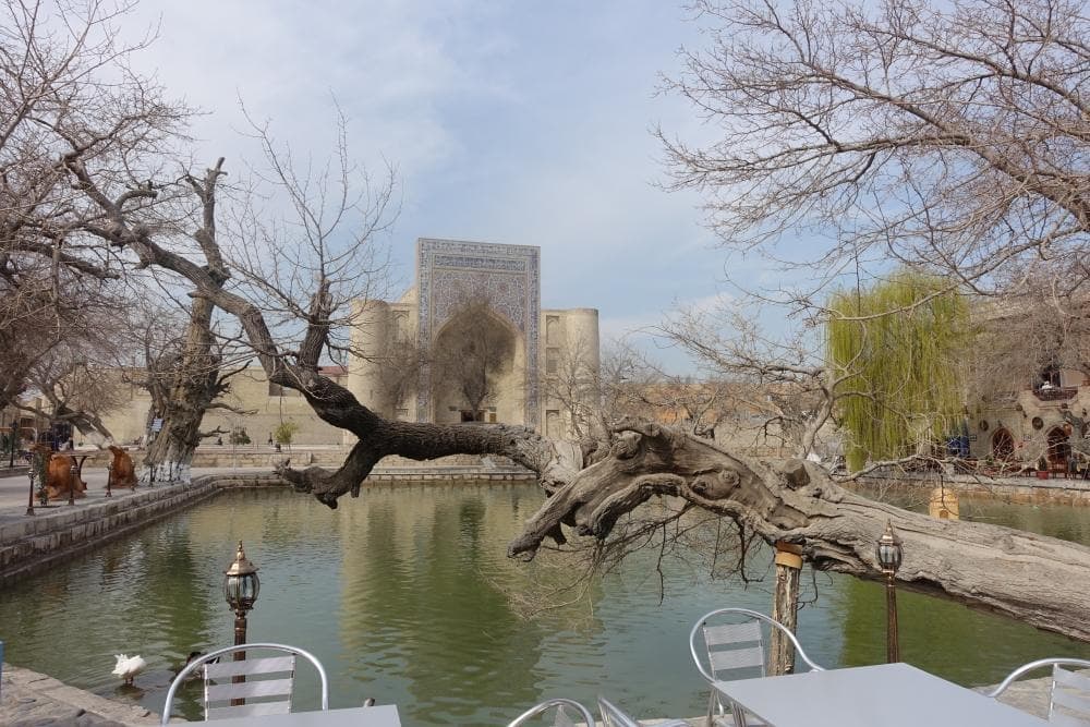 An ancient mulberry trunk leaning out over the pond
